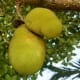 jackfruit - why we should eat jackfruit - benefits of jackfruit - extreme fitness camp cabarete